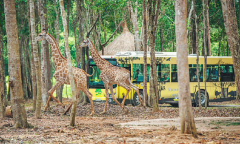 Safari Và Kid Zoo