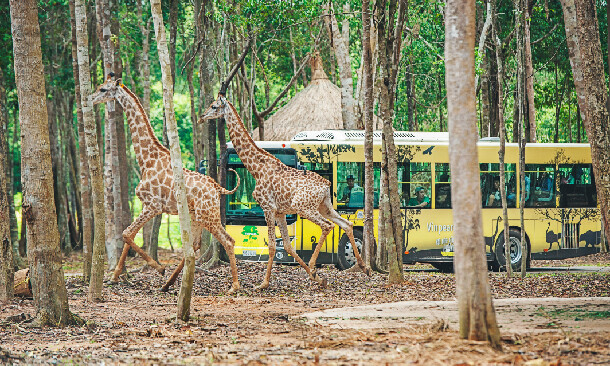 Safari Và Kid Zoo